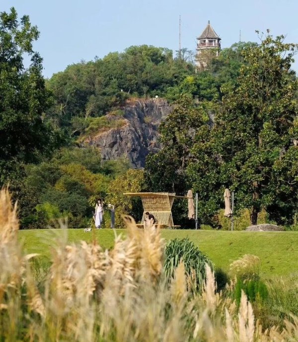 溢诚优配 高2.2米的“巨人稻”首次亮相辰山自然生活节，还有白色向日葵和白云乱子草